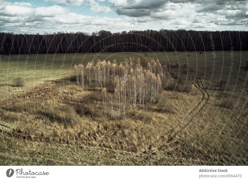 Bäume, die in der freien Natur wachsen Baum Pflanze Flora Waldgebiet Wälder vegetieren Feld Hain hoch Umwelt Wachstum Szene botanisch malerisch Botanik