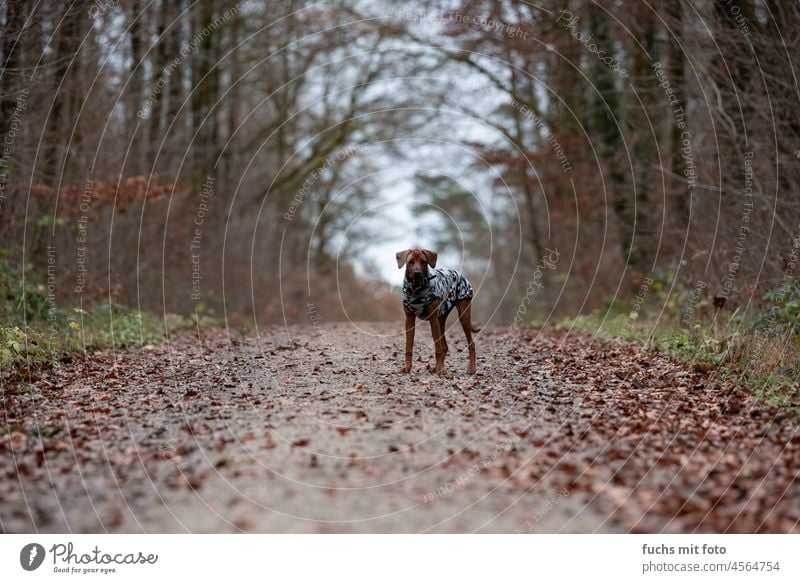 Rhodesian Ridgeback im Wald mit Pullover, Hundewelpe in der Natur Herbst Welpe braun Blick Außenaufnahme Haustier Tier Porträt Gassi gehen Spaziergang