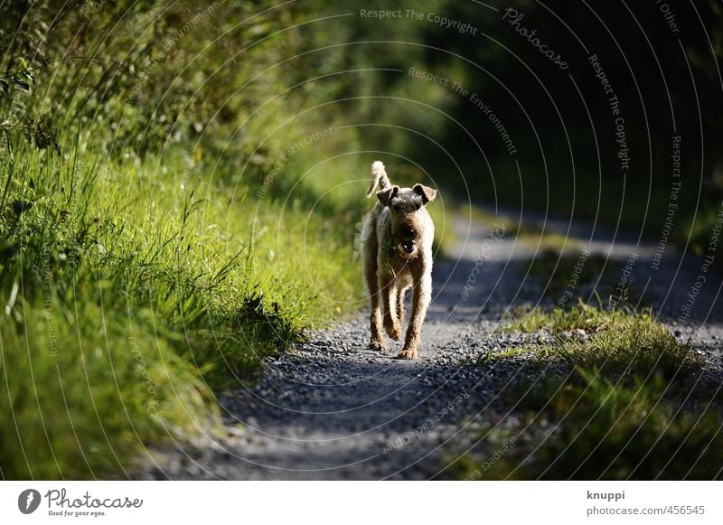 haarig | pelzig Umwelt Natur Sonne Sonnenlicht Frühling Sommer Schönes Wetter Wärme Pflanze Wildpflanze Wiese Tier Haustier Hund 1 Bewegung natürlich niedlich