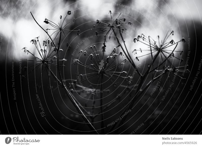 Letztes Jahr trockenes Gras, Regenschirm getrocknete Blume, Pflanze Hintergrund. Große Silhouette einer trockenen Pflanze Bärenklau abstrakt Herbst schön