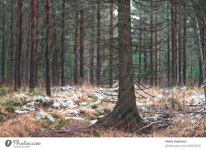 Fichtenstamm mit trockenen kahlen Ästen vor einem Kiefernwald, erster Schnee auf dem Boden Herbst Hintergrund schön Ast kalt nadelhaltig Tag desolat Umwelt