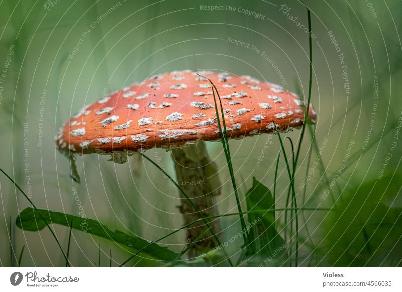 Fliegenpilz giftig rot Wulstlingsverwandten flocken Natur flora