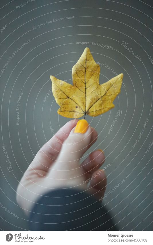 Herbstblatt gelb Nagellack Sonnengelb Natur Farbfoto sonnengelb herbstlich Pflanze orange Vergänglichkeit Herbstlaub Herbstfärbung Blatt Umwelt Herbstbeginn