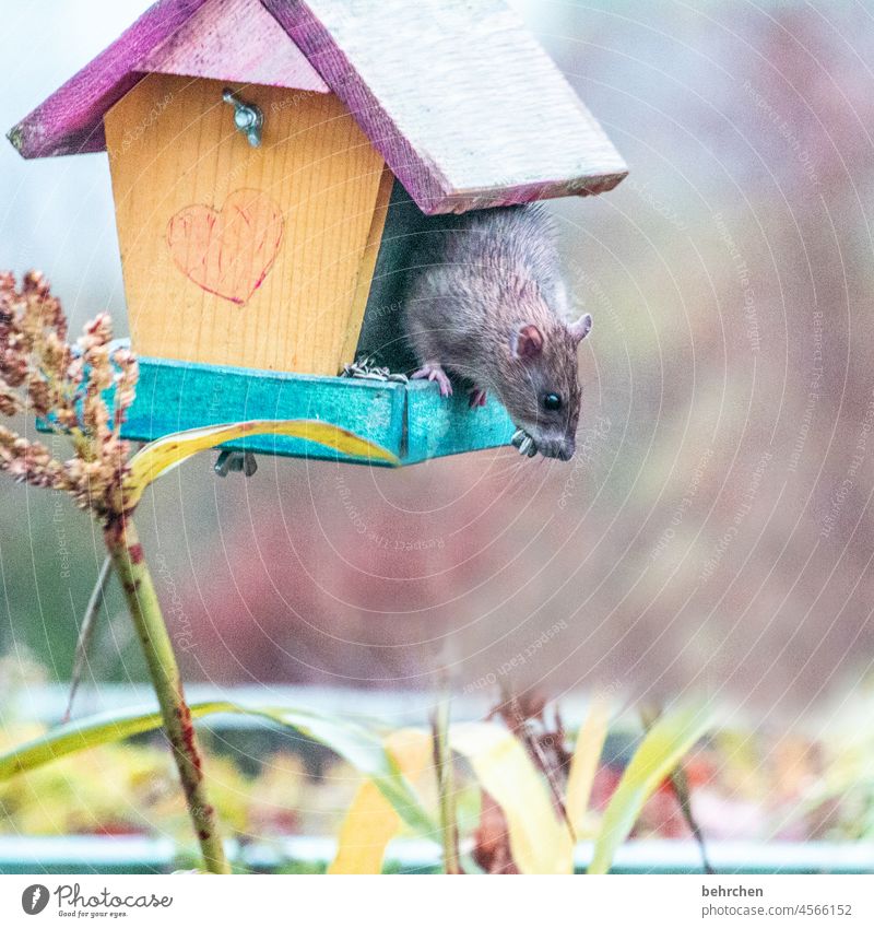 ich hab die schnauze sowas von voll!!! Klettern sprungbereit witzig Futter Futterdieb Vogelhäuschen Tierporträt Tiergesicht Farbfoto Tierliebe niedlich