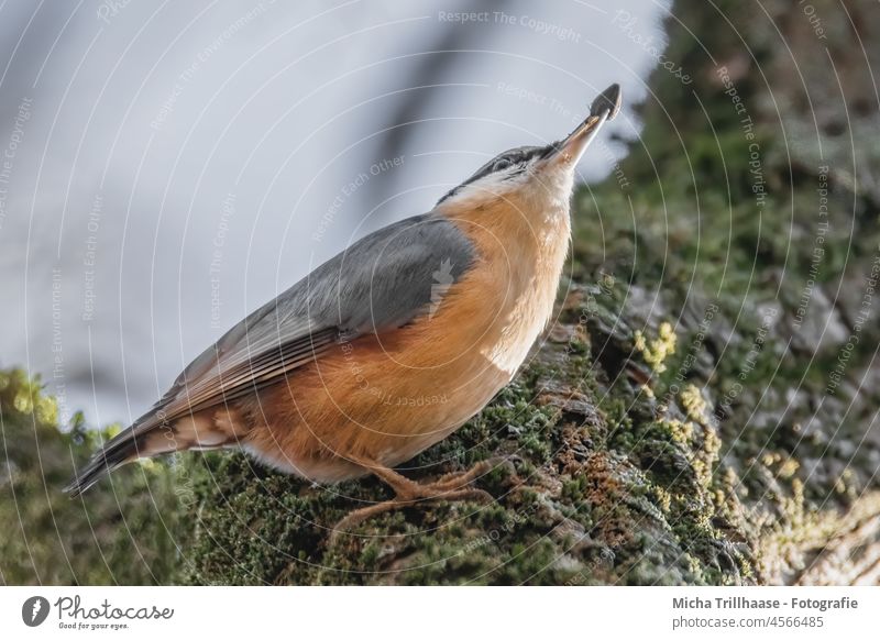 Kleiber mit Korn im Schnabel Sitta europaea Vogel Wildvogel Tiergesicht Kopf Auge Flügel Feder gefiedert Krallen Blick beobachten Wildtier Nahrung fressen Baum