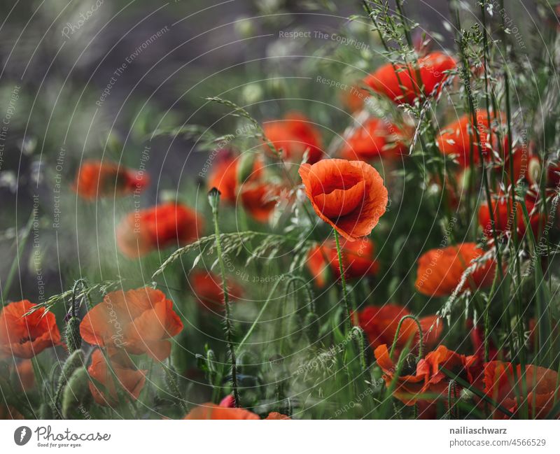 Mohnfeld schön idyllisch Blumenfeld Außenaufnahme Kornblume kornblumenfeld Farbfoto Mohnblüte roter mohn mohnkapseln intensiv papaver mohnwiese viele Idylle