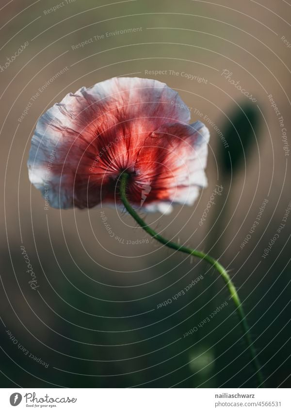 Mohn bunt Landschaft Frühling Umwelt Pflanze Blume Blüte Wildpflanze Natur Sommer rot Wiese Feld natürlich viele Idylle mohnwiese Klatschmohn Romantik friedlich