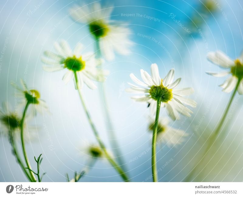 Gänseblümchen gänseblümchenwiese Gänseblümchenblüten Gänseblümchen-Feld Echte Kamille Kamillenblüten kamillenfeld kamillenwiese blau Blauer Himmel Flora