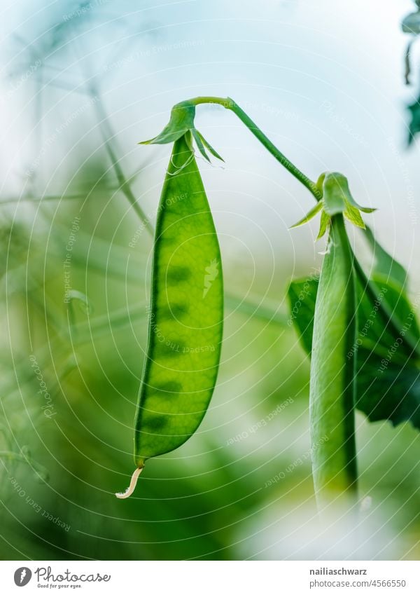 Erbsenschote Erbsenschoten grün Grünpflanze Farbfoto Produkt reif roh Lebensmittel frische Erbsen Food-Fotografie Vitamin Ernte Protein Saatgut Ackerbau