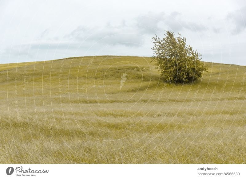 Einzelner Busch in einem Feld ganz in Gelb Ackerbau allein Atmosphäre schön Schönheit Buchse Sauberkeit Wolken Wolkenlandschaft wolkig Konzept Textfreiraum Land