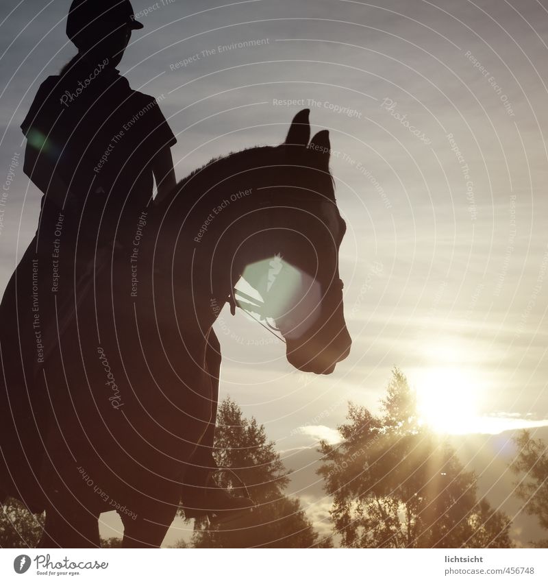 Lichtritt Reitsport Reiten feminin 1 Mensch Natur Landschaft Himmel Schönes Wetter Baum Pferd Tier erleben Dressurreiten Anschnitt Reiter Reiterhelm Reiterhof