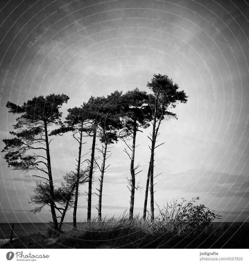 Bäume am Darßer Weststrand Himmel Baumkrone Windflüchter Küste Ostsee Fischland-Darß-Zingst Nationalpark Vorpommersche Boddenlandschaft Natur Meer Idylle