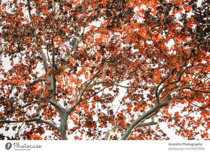 Schöne Herbstblätter Hintergrund. Trockene Blätter Hintergrund im Herbst. herbstlich Hintergrundbeleuchtung schön Schönheit Blinken hell Windstille Ruhe