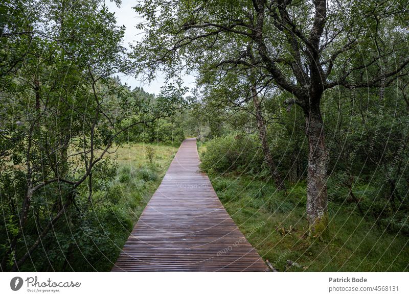 Hölzerner Pfad durch den Wald im Freien majestätisch wunderbar erstaunlich schön Laufsteg friedlich Gelassenheit Windstille idyllisch Harmonie Stille niemand