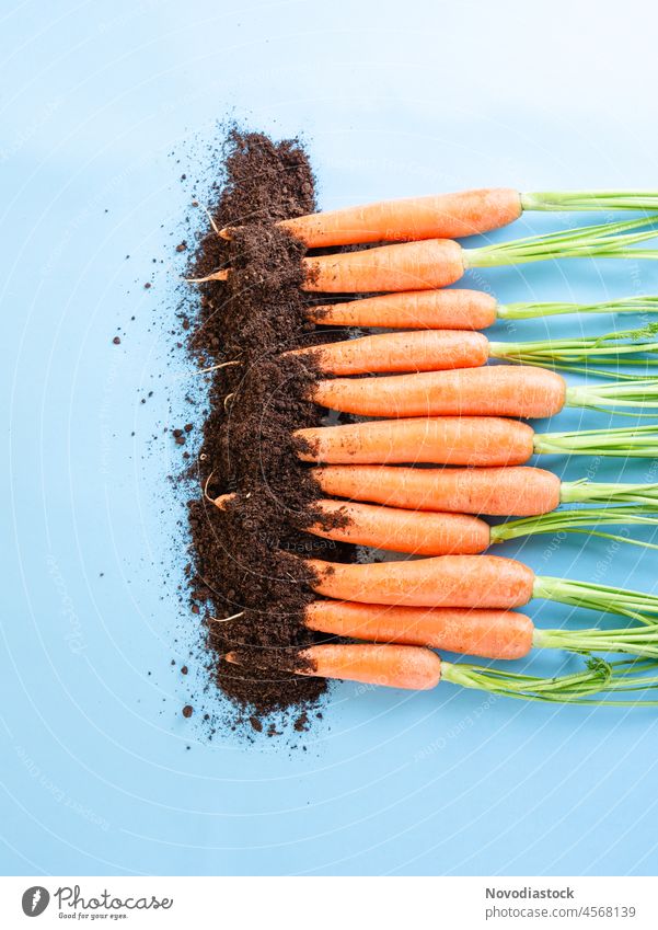 Bund Karotten und Erde isoliert auf blauem Hintergrund vereinzelt frisch Haufen Blätter orange viele Handvoll Textfreiraum Pastell Boden Ernte Vitamin C Produkt