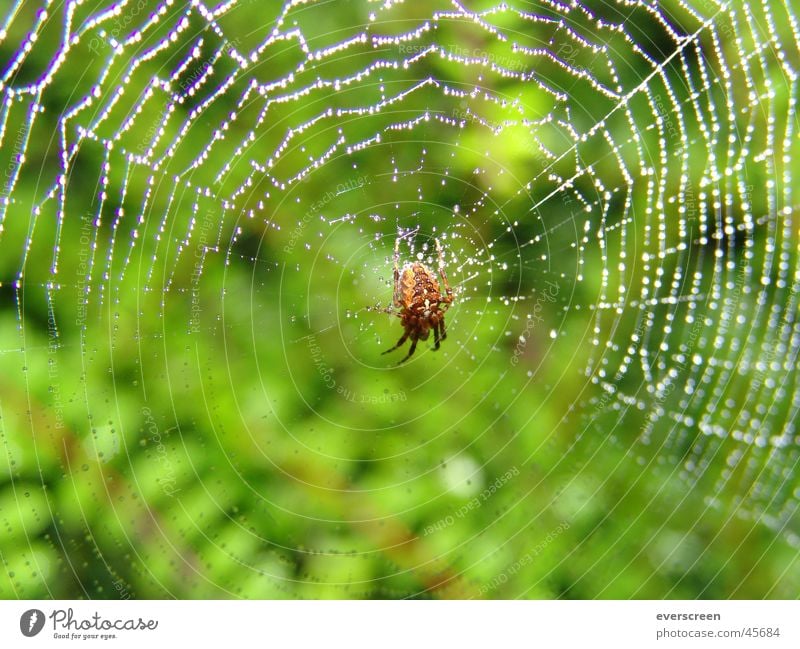 Morgentau im Spinnennetz Mörder Tau nass gefangen gefesselt kleben Tarantel Biene Maja 8 Spinnenbeine Finger Gift braun grün Frühling Herbst beobachten Futter