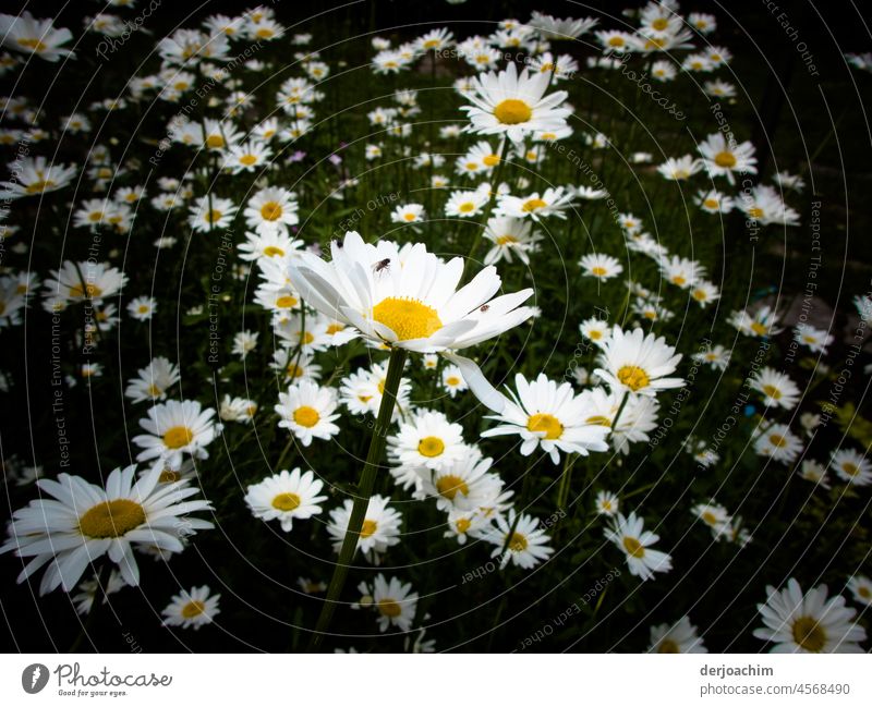 Schlaraffenland  /   Ganz viele großblumige Mageriten auf einem Platz, mit Insekt. Blumen Frühling Natur Farbfoto Detailaufnahme Nahaufnahme natürlich pflanze