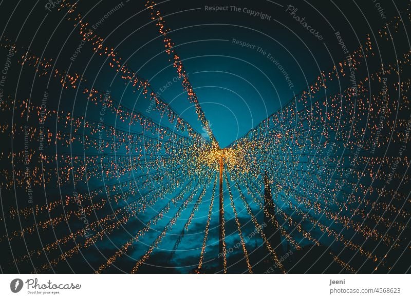 Lichterzelt auf dem Weihnachtsmarkt Netz oben Lichterkette Himmel dunkel Abend blau leuchten Himmelszelt besonders Stimmung stimmungsvoll Winter