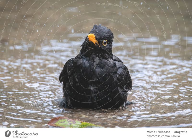 Badende Amsel Turdus merula Tierporträt Tiergesicht Kopf Schnabel Auge Feder Flügel baden planschen Wasser Wasserspritzer Wassertropfen Vogel Wildtier Natur