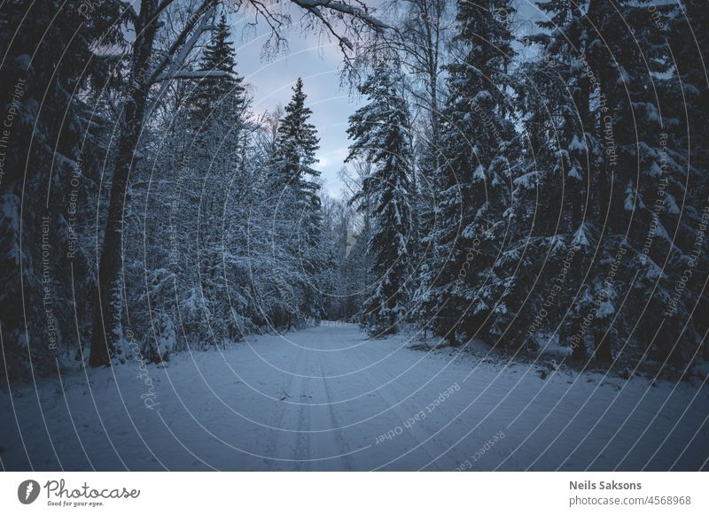 Verschneite Straße im Winterwald auf blauem Himmel Hintergrund. Awesome Winterlandschaft. Ein schneebedeckter Weg zwischen den Bäumen in den wilden Wald. Wald im Schnee. Kiefer und Tanne im Schnee nach starkem Schneefall