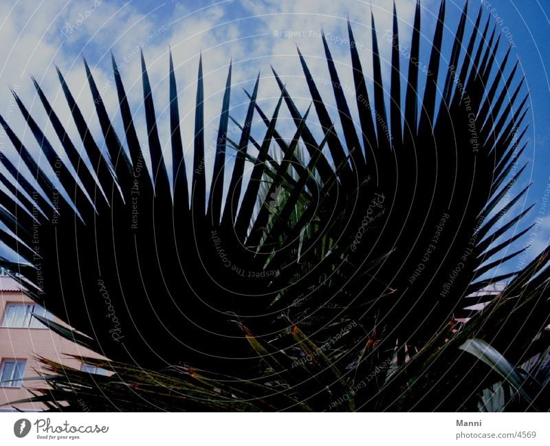 Kontrast Palme Palmenwedel Blatt Wolken Himmel