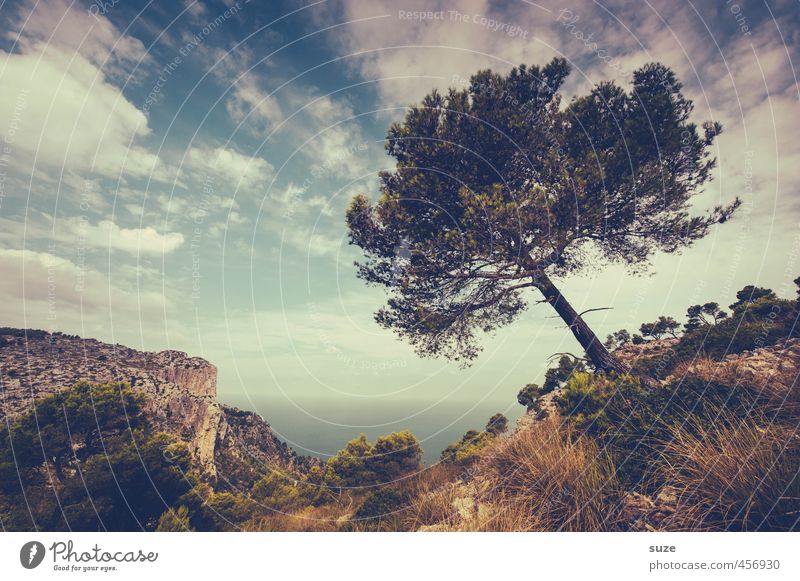 Natürliche Neigung Ferien & Urlaub & Reisen Tourismus Sommer Meer Insel Umwelt Natur Landschaft Pflanze Urelemente Erde Himmel Wolken Horizont Wind Baum Wiese