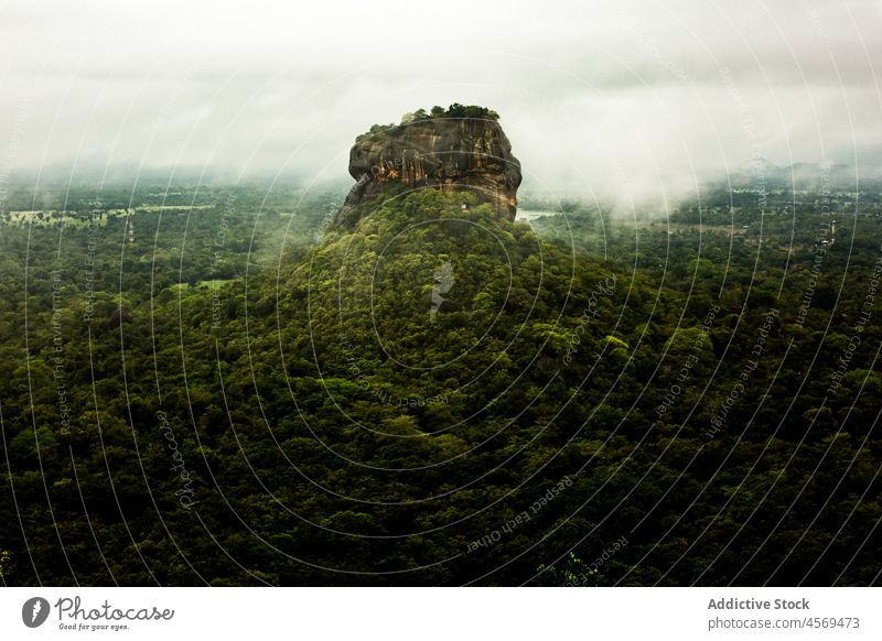 Grüner Wald bei nebligem Wetter Landschaft Wälder Waldgebiet Natur Nebel Dickicht grün dicht malerisch Flora Sri Lanka Umwelt Windstille Laubwerk idyllisch