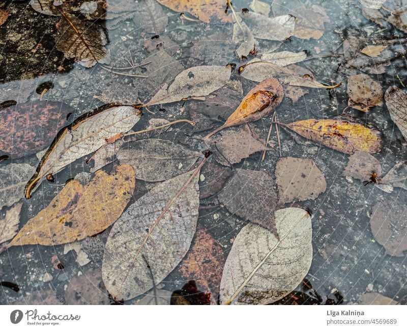 Herbstblätter in Pfütze Herbstlaub herbstlich Herbstfärbung Natur Blatt Jahreszeiten Herbstfarben Herbstwetter Laubwerk Herbststimmung Blätter Herbstbeginn gelb