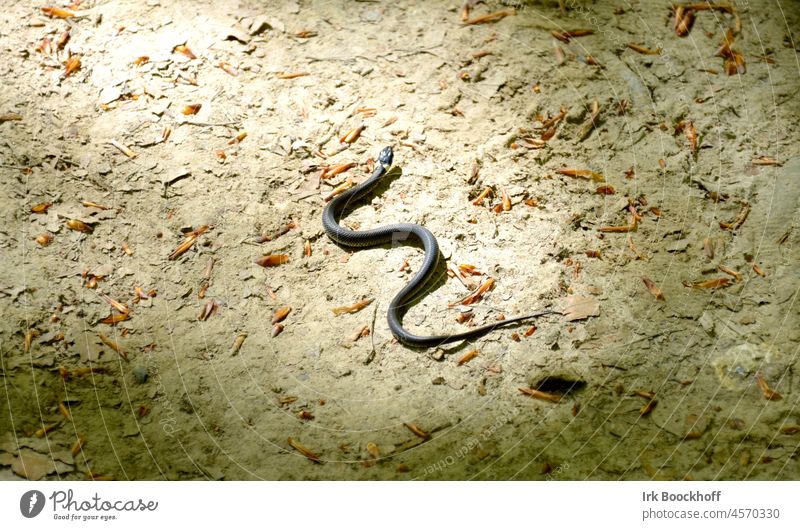 Blindschleiche bei Sonnenlicht auf Waldboden Licht Tag Menschenleer Außenaufnahme glänzend Stein Schlangenlinie Farbfoto Gedeckte Farben krabbeln schwarz grau