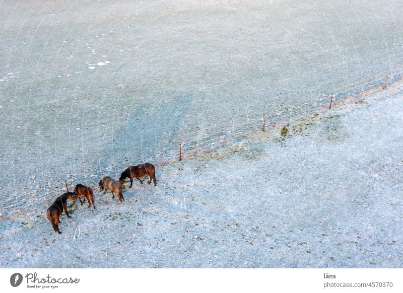 Pferde auf verschneiter Wiese Koppel Schnee Landschaft Vogelperspektive Drohnenansicht von oben nach unten Natur Winter Frost kalt