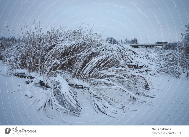 schöne Form der Fluss Gras Cluster mit Schnee bedeckt, Brücke mit schweren LKW in der Ferne Hintergrund Strand blau hell Buchse Rohr kalt trocknen Umwelt Europa