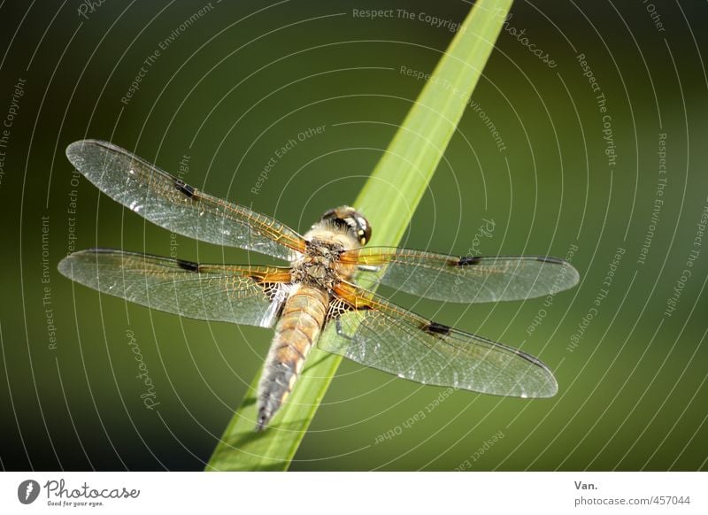 Libellchen Natur Pflanze Tier Gras Halm Garten Wildtier Flügel Libelle Insekt 1 grün Farbfoto mehrfarbig Außenaufnahme Nahaufnahme Menschenleer