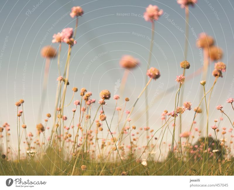 babloom II Natur Pflanze Himmel Blume Blüte Wiese hell schön trocken Wärme blau grün rosa Freude Glück Begeisterung Optimismus Sympathie Freundschaft