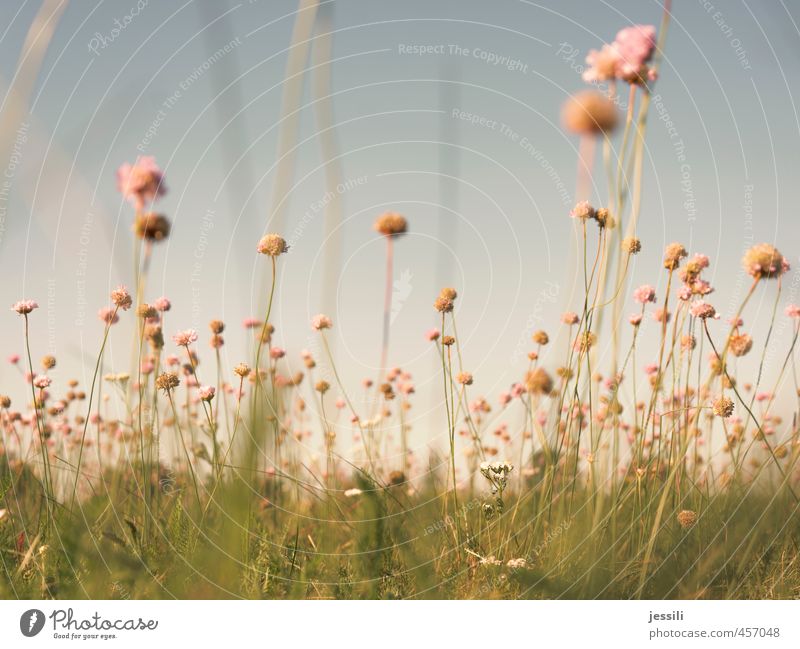 babloom Natur Landschaft Pflanze Wolkenloser Himmel Sommer Schönes Wetter Blume Wiese frei Fröhlichkeit frisch hell schön blau grün rosa Freude Zufriedenheit