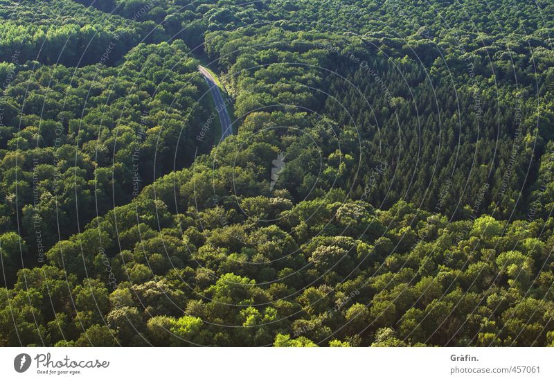 Ausweg Landschaft Sommer Baum Wald Verkehrswege Straßenverkehr frech oben grün Abenteuer Einsamkeit Horizont Mobilität Natur Güterverkehr & Logistik