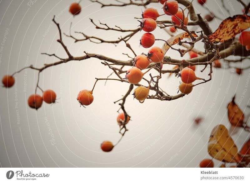 Zweig eines Zierapfelbaumes fast ohne Blätter eintöniger Himmel zierapfel Früchte kahl herbstlich Herbstfrucht Deko bunt grauer Himmel farblos orangenfarben