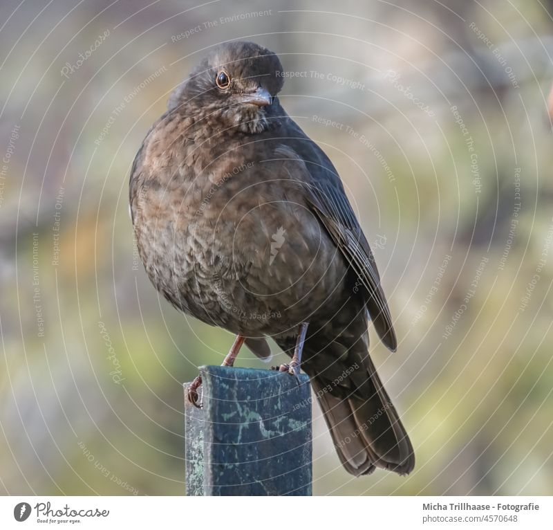 Amsel auf einem Zaunpfahl Turdus merula Tierporträt Tiergesicht Kopf Schnabel Auge Feder Flügel Vogel Wildtier Natur Sonnenlicht Nahaufnahme gefiedert