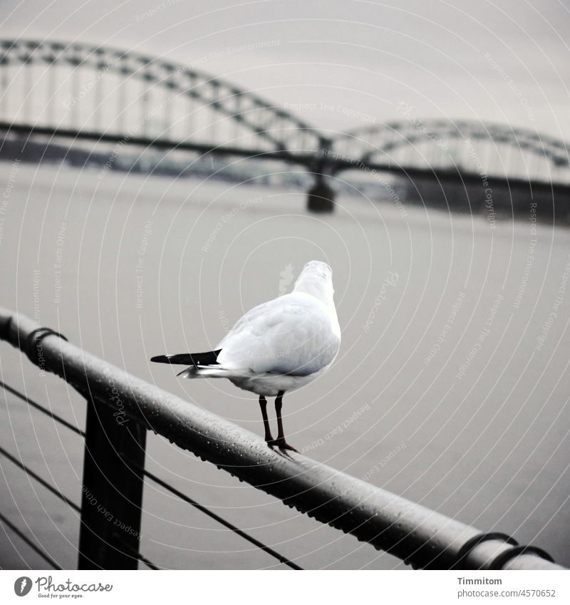 Grübelnde Möwe in Köln Geländer schauen Metall Brücke Rhein Fluss Wasser schief