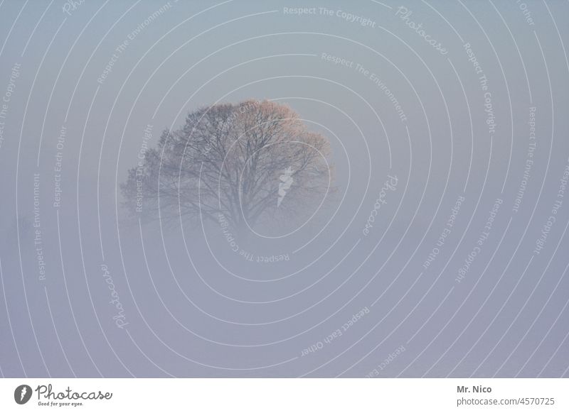 Nebelbaum Baum Wetter Natur Landschaft Nebelschleier mystisch natürlich Morgennebel Nebelstimmung gespenstisch natur frühmorgens kalt neblig Herbstlandschaft