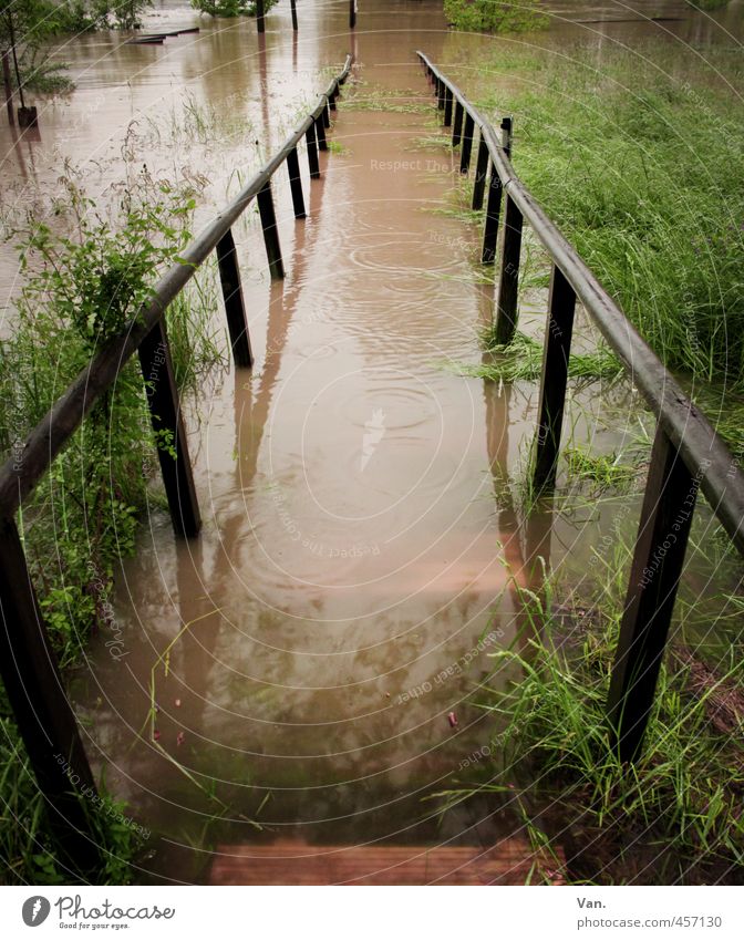 Hochwasser Natur Wasser schlechtes Wetter Regen Pflanze Gras Sträucher Wiese Holz nass braun grün Geländer Wasserstand Farbfoto Gedeckte Farben Außenaufnahme