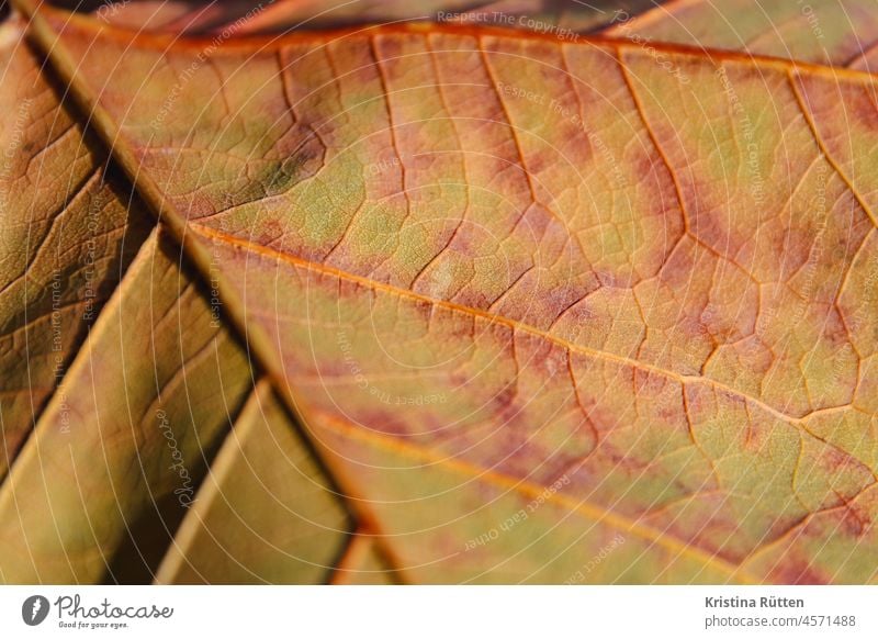 herbstblatt laubblatt detail struktur muster farbe färbung herbstfarben herbstlich natur natürlich mittelrippe seitenrippen blattrippen leitbündel blattadern