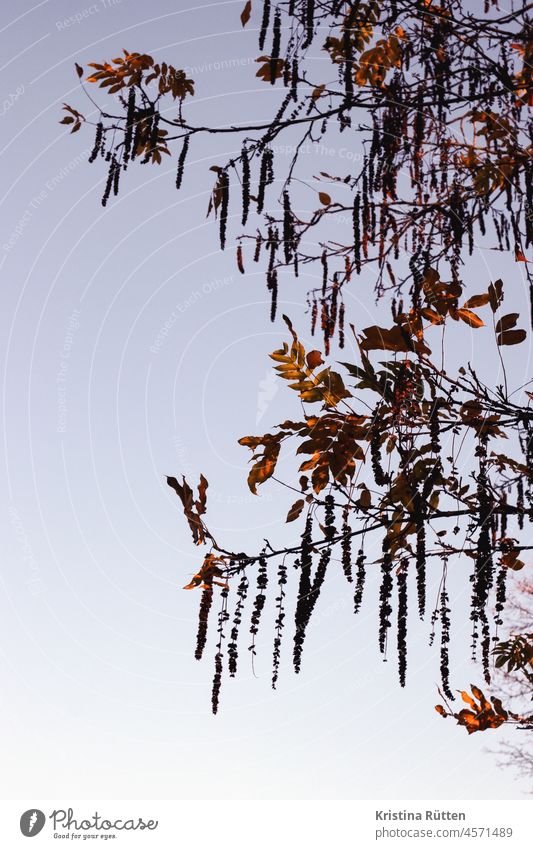 die kaukasische flügelnuss im herbst laubbaum blütenstände früchte samen blätter herbstlich äste zweige herbstlicht himmel natur natürlich botanik botanisch