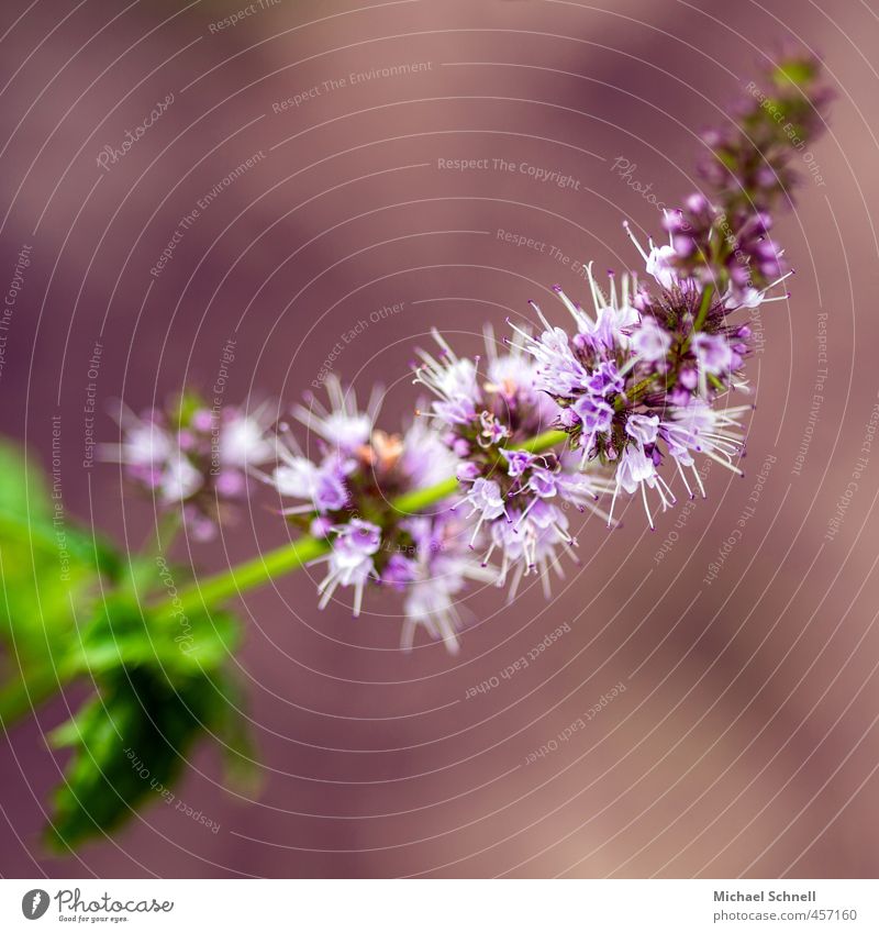 Minze Natur Pflanze Sommer Blüte Nutzpflanze schön zart aromatisch rosa Farbfoto Außenaufnahme Menschenleer Textfreiraum oben Textfreiraum unten Abend