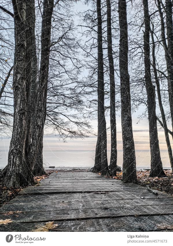 Holzbretter zwischen Bäumen Weg Laufsteg hölzern grün Fußweg im Freien Natur Landschaft Baum Spaziergang Park reisen natürlich Tourismus malerisch Wald Wälder