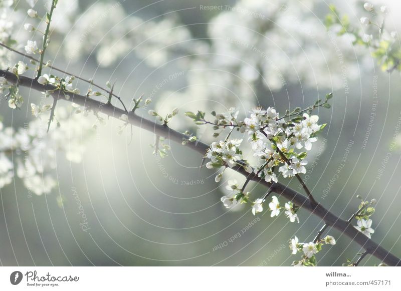 kleines frühlingsgedicht Frühling Zweig Blüte Obstbaum Kirschblüten Pflaumenblüte Apfelblüte Blühend grau grün weiß Blütenzweig Außenaufnahme Menschenleer