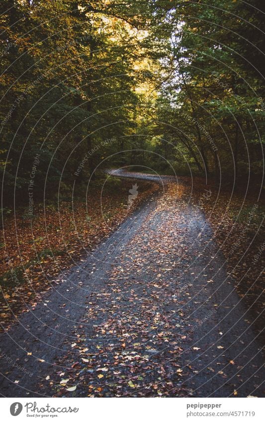 Waldweg Waldboden waldgebiet Wege & Pfade Natur Bäume Spaziergang Erholung ruhig Herbst Umwelt Fußweg Menschenleer Tag herbstlich Herbstlaub Herbstfärbung