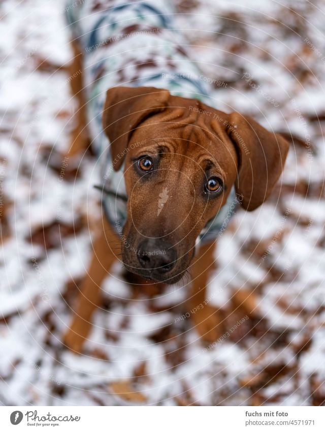 Rhodesian Ridgeback im Schnee, Hundeblick im Winter Schneelandschaft kalt Wald Laub Hundewelpe Puppy hungrig Säugetier Wintertag schärfentiefe schneeflocken