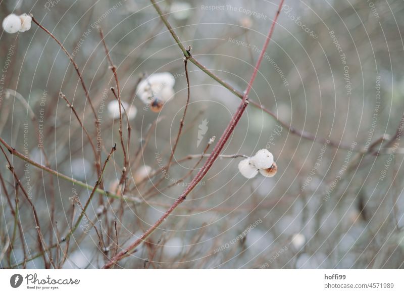 Schneebeeren an kahlen Ästen - Winter schneebeeren weiß weisse kugel kalt kalte jahreszeit frostig nebelig Kälte Natur Frost gefroren kalte Temperatur im Freien