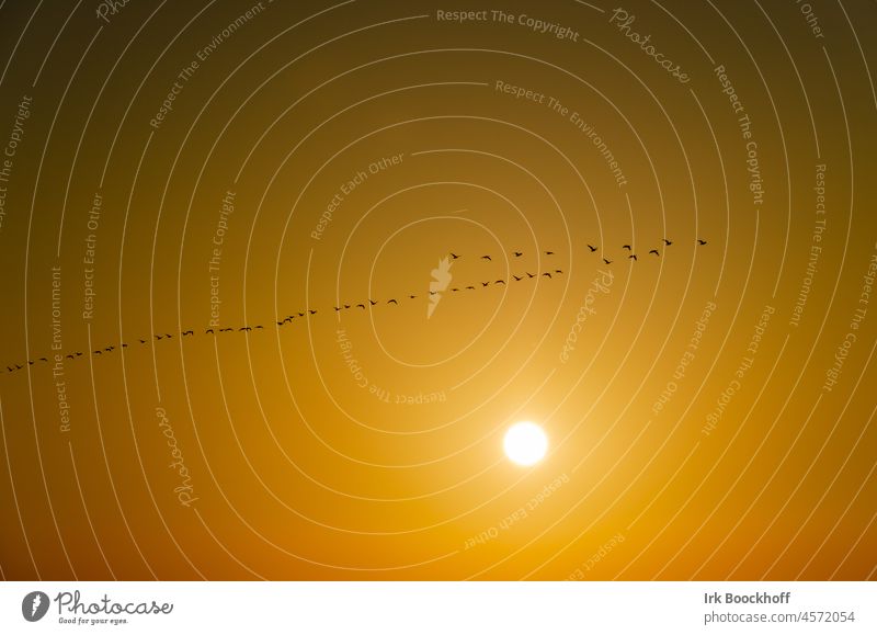 Vogelschwarm in der Abendsonne Formationsflug Aufbruchstimmung Ansammlung Flügelschlag frei Zusammensein Bewegung Tiergruppe Fortbewegung Luft Dekowolke Natur