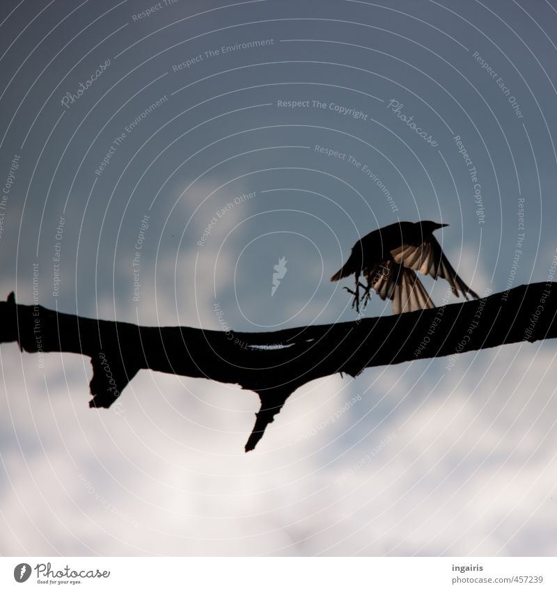 Fly Natur Himmel Wolken Ast Zweig Tier Wildtier Vogel Star 1 rennen fliegen ästhetisch blau schwarz weiß Stimmung Angst gefährlich Freiheit Horizont Farbfoto